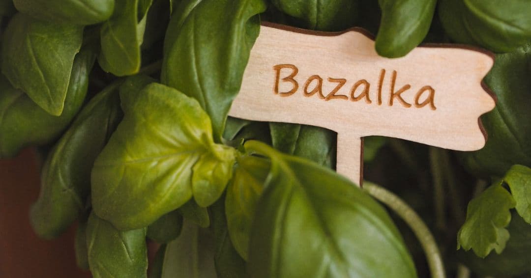 bazalka